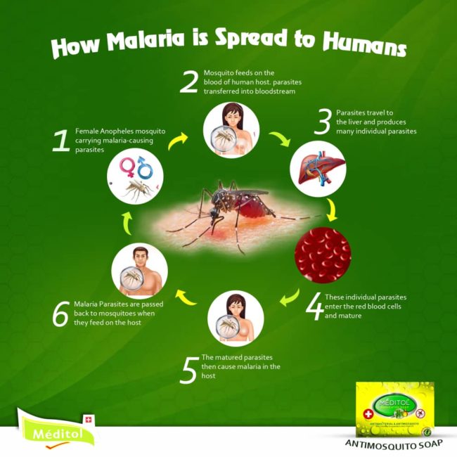 how malaria spreads to humans
